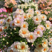 Rose Moss Mix color Seeds