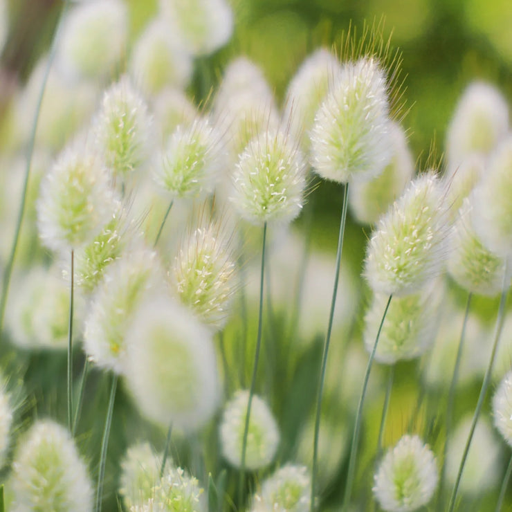 Spring New😍Bunny tail grass