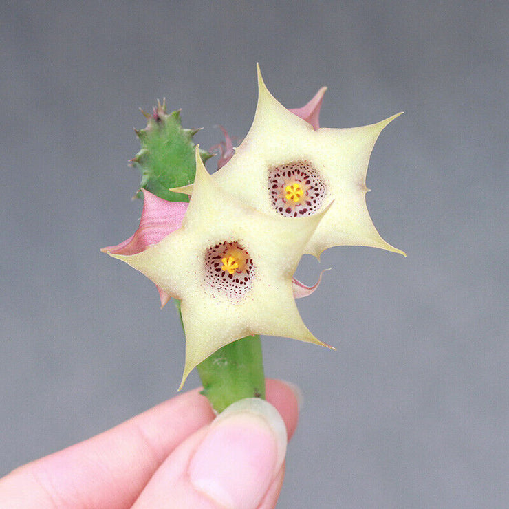 Succulent Plants Huernia blyderiverensis Garden Decoration flower plant SEEDS