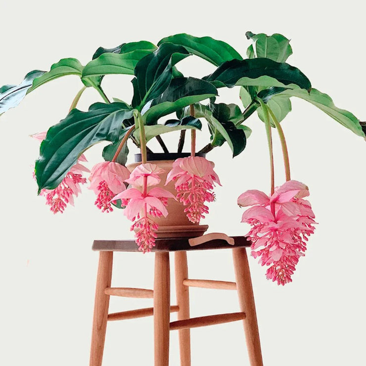 Up to 50%💥Medinilla magnifica seeds