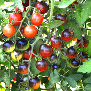 Midnight Snack Cherry Tomato Seeds