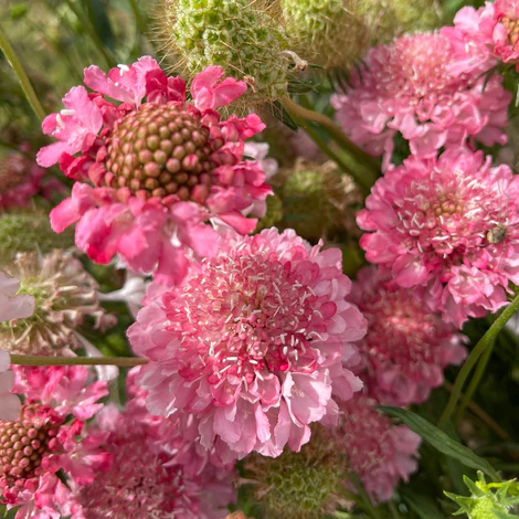 salmon queen Scabiosa scabious pincushion flower