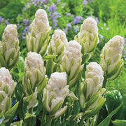 Harborlight Tulip
