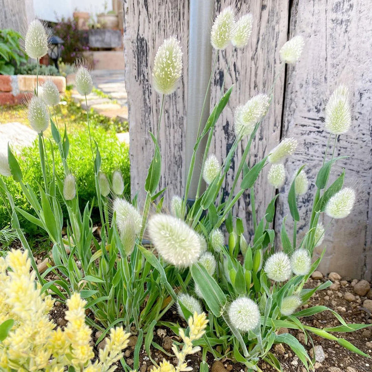 Spring New😍Bunny tail grass