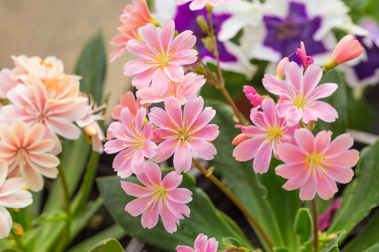 lewisia cotyledon elise mix