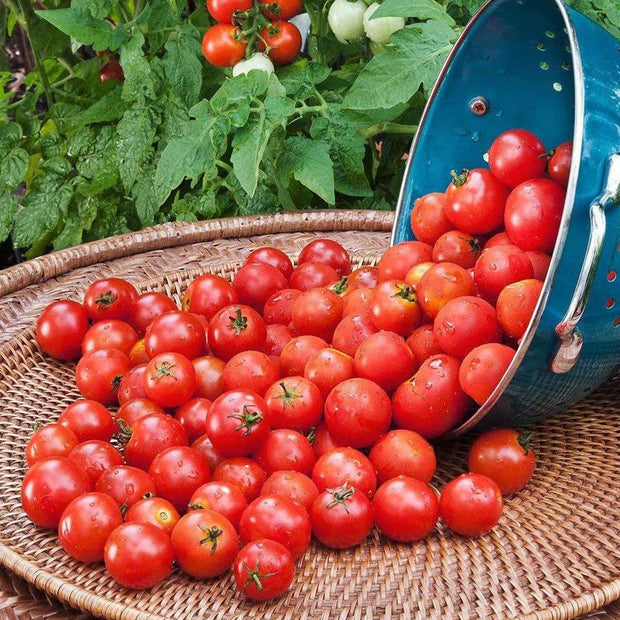 Indoor Red Dwarf Tomato 'Bajaja' Seeds