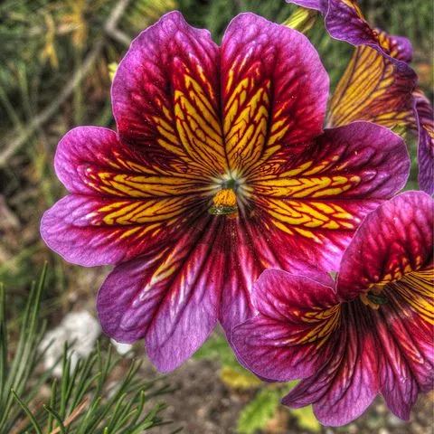 Chilean Morning Glory Seeds