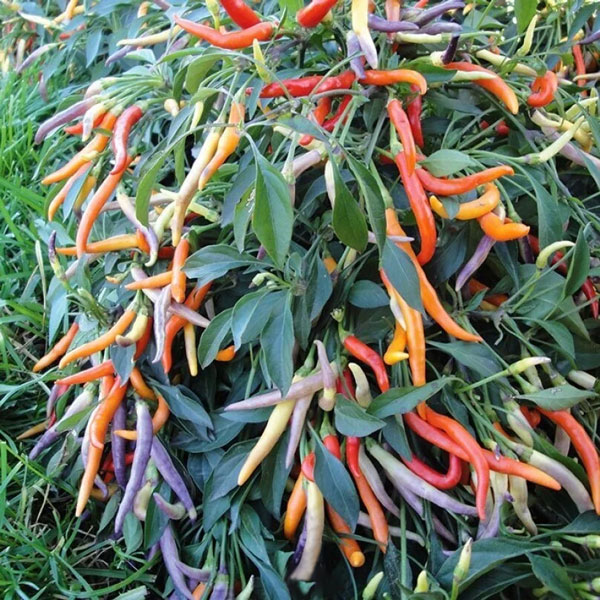 Pepper spicy Garda fireworks 5 PCS fresh seeds, Hot pepper seeds, Spicy pepper seeds, Organic seeds, Non GMO