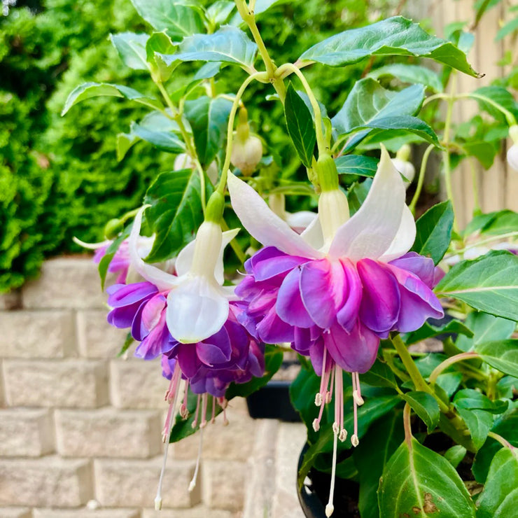 Fuchsia Hybrida Voss Seeds