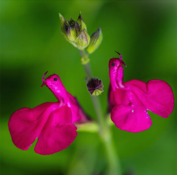 💕New Year special offer 🎁Salvia microphylla 'Hot Lips'