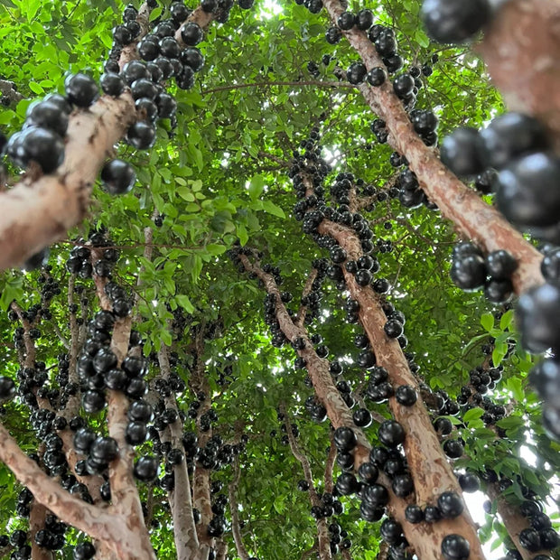 Jabuticaba Seeds