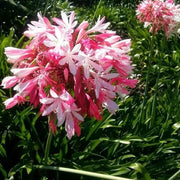 🎁New Year Sale🎁Agapanthus africanus 'Pink'🔥