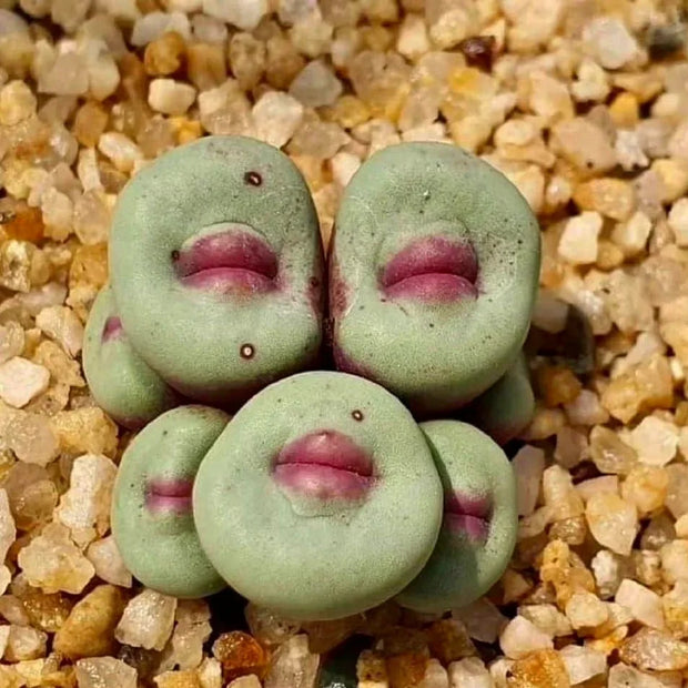 Red Lips, Rare Succulents