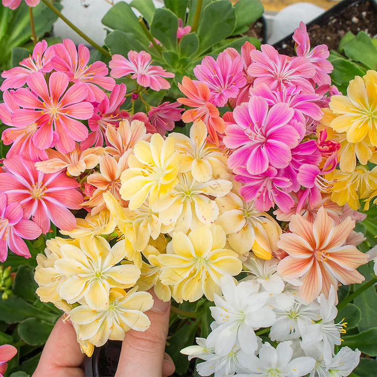 lewisia cotyledon elise mix