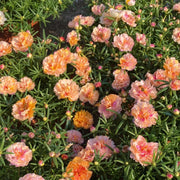 Rose Moss Mix color Seeds