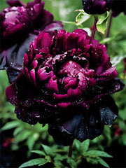 Black Beauty Peony Flower Seeds