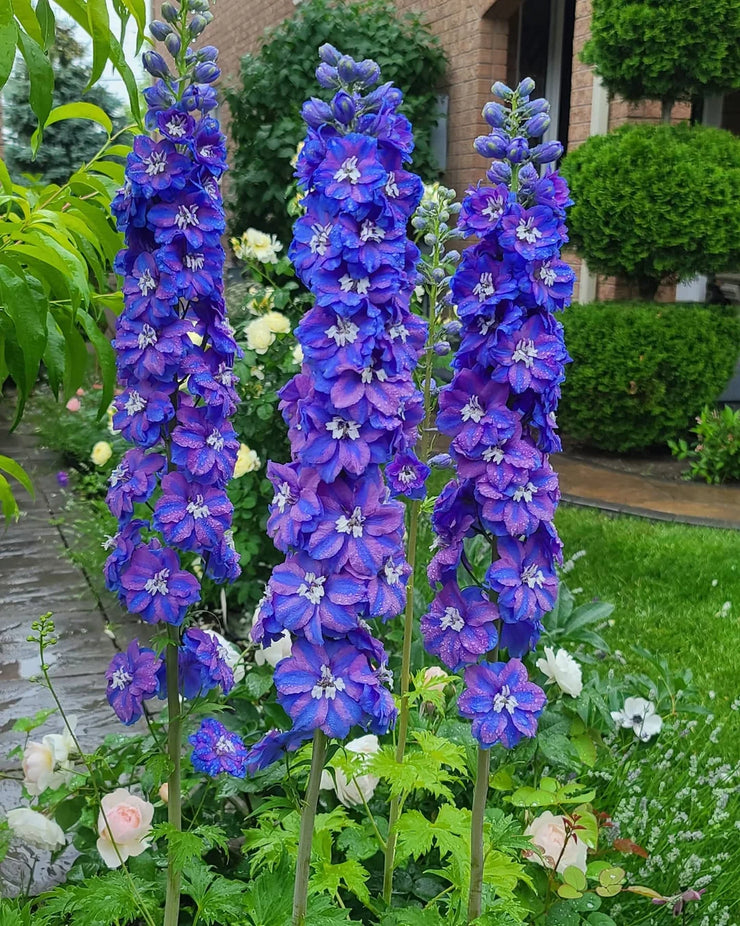 Delphinium elatum 'Blue Lace'