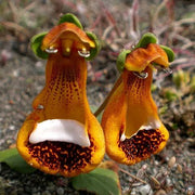 Happy Alien (Calceolaria Uniflora) Flower Seeds Plant Seed Rare