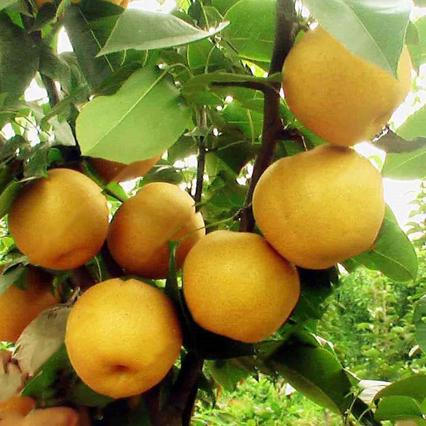 Egrow 10Pcs/Bag Pear Seeds Yellow Chinese Pear Tree Bonsai Seeds Sweet Delicious Exotic Fruit Seeds