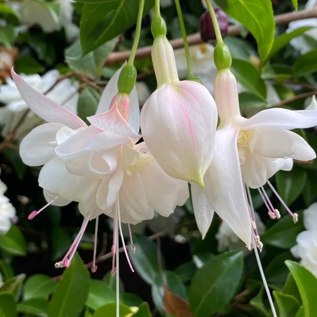 Fuchsia Hybrida Voss Seeds