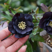 Helleborus Seeds-Black Swan