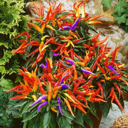 Pepper spicy Garda fireworks 5 PCS fresh seeds, Hot pepper seeds, Spicy pepper seeds, Organic seeds, Non GMO