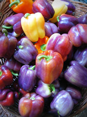 Heirloom Sweet Bell Pepper Seeds - 'Lilac'