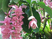 Chandalier Magnifica Medinilla Plant Live Well Rooted Starter Plant Rare home garden
