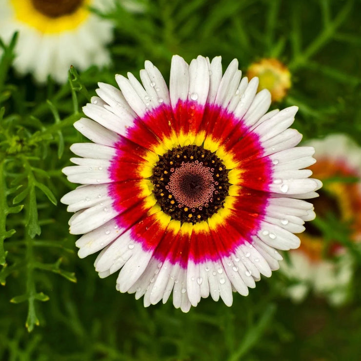 Chrysanthemum Rainbow Single Mix Painted Daisy Flower Seeds