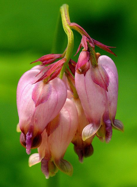 Dicentra formosa 'King of Hearts'