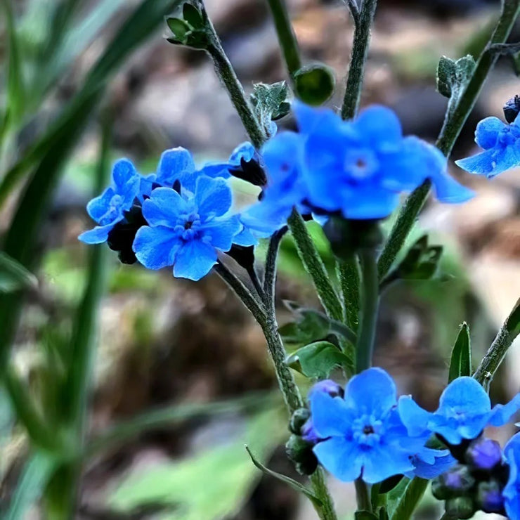 Chinese forget-me-not Seeds