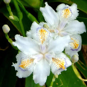 Iris japonica Seeds