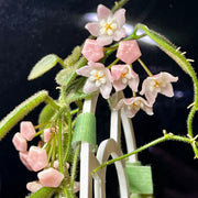 Hoya thomsonii pink