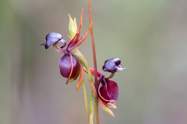 🦆"Major Flying Duck" Dark Purple Orchid Flower Seeds Garden Potted Flower Seeds