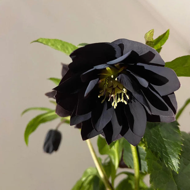 Helleborus Seeds-Black Swan