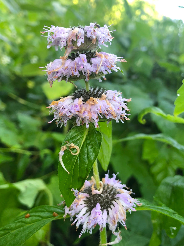 Downy Pagoda-plant - Blephilia ciliata