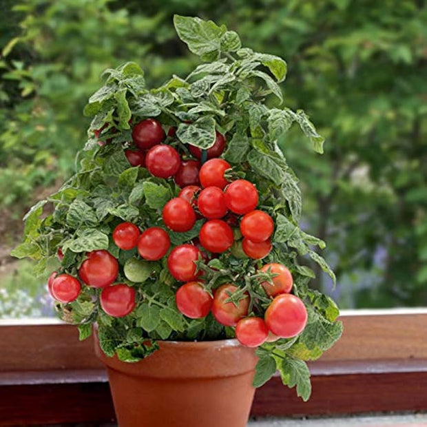 Indoor Red Dwarf Tomato 'Bajaja' Seeds