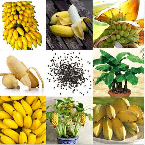 20pcs Dwarf Banana Seeds