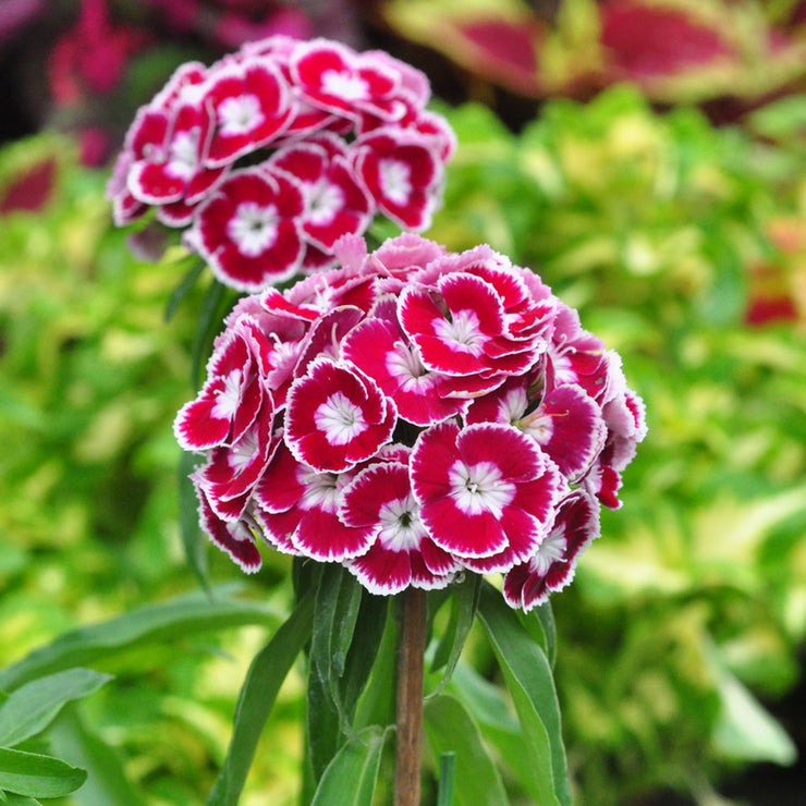 Super cute🤣Dianthus barbatus seeds-Mix color