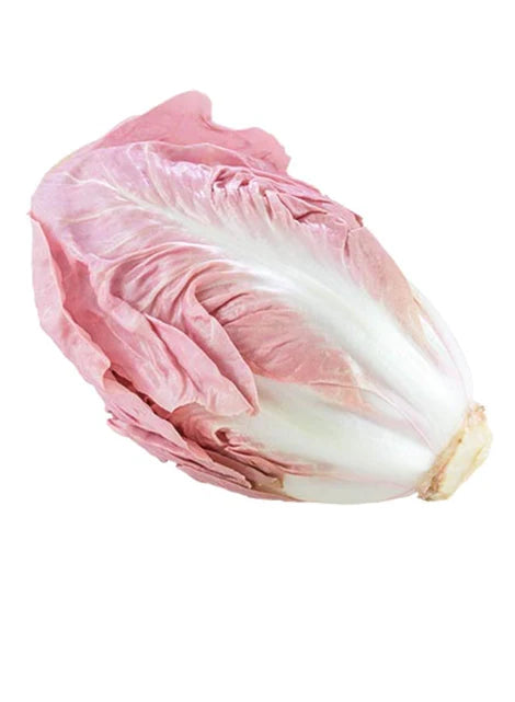 Mantovano Radicchio Seeds, Pink "Lettuce" Cichorium intybus