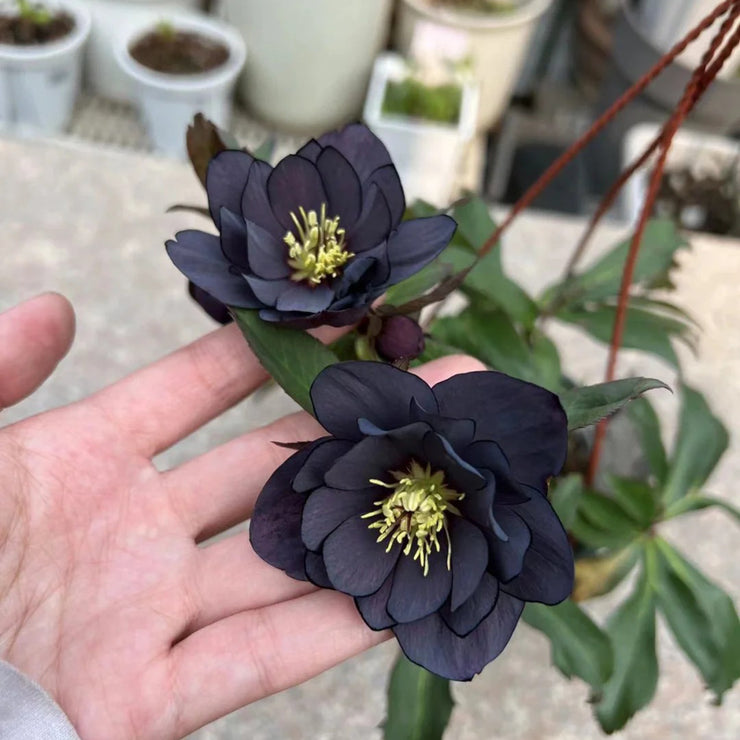 Helleborus Seeds-Black Swan