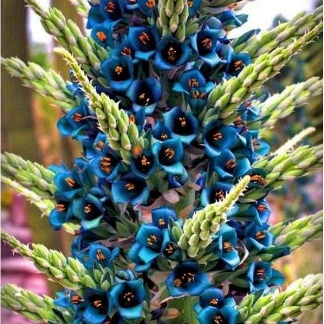 15 Bromeliad Alpestris Seeds, Bromeliad Sapphire Tower, bromeliad peacock flower Seeds - 15 Seeds (Puya alpestris) - 15 Count per Pack