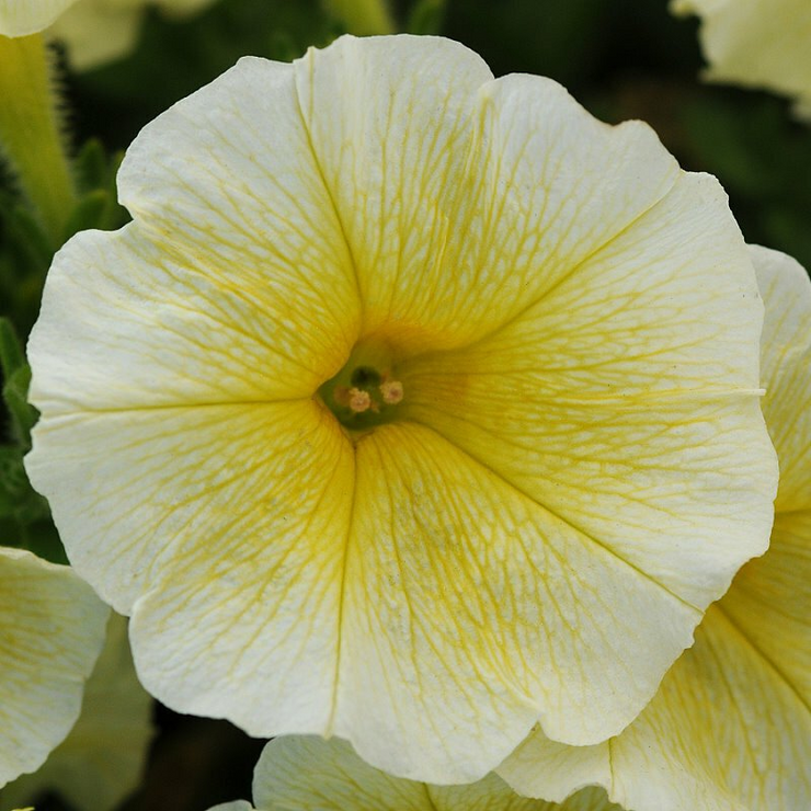 Chilean Morning Glory Seeds