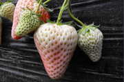 Fresca Strawberry Seeds