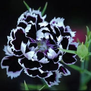 Dianthus chinensis heddewigii 'Black And White Minstrels' Seeds