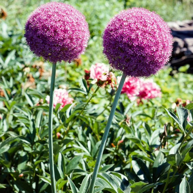 Pink Allium giganteum Twinkling Stars