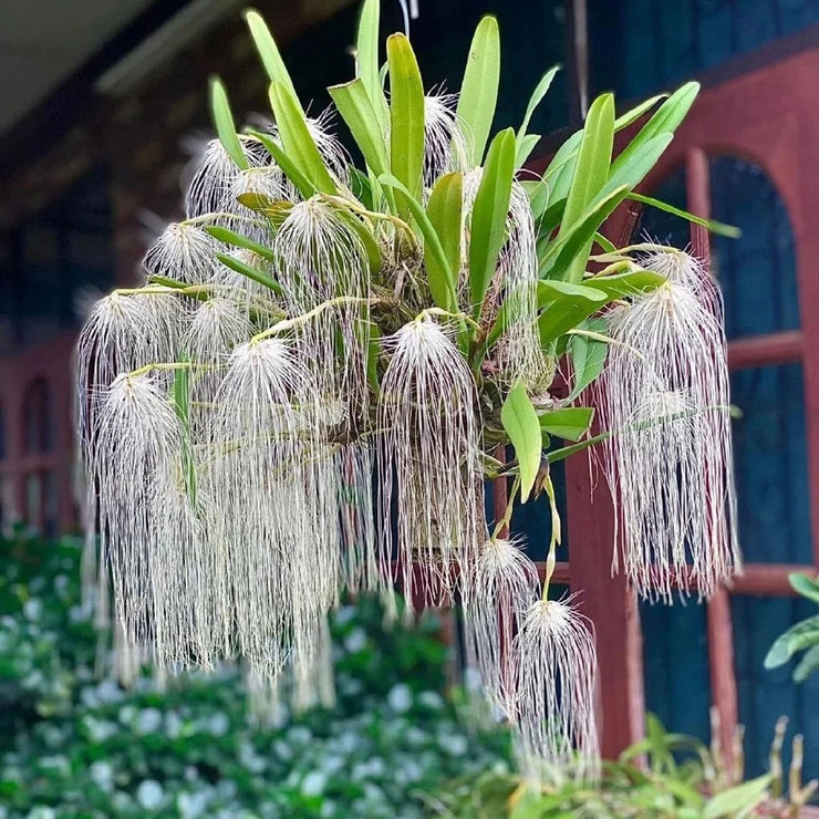 Bulbophyllum Medusae Seeds