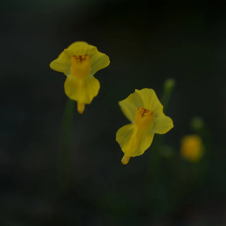 New off🔥Utricularia gibba seeds