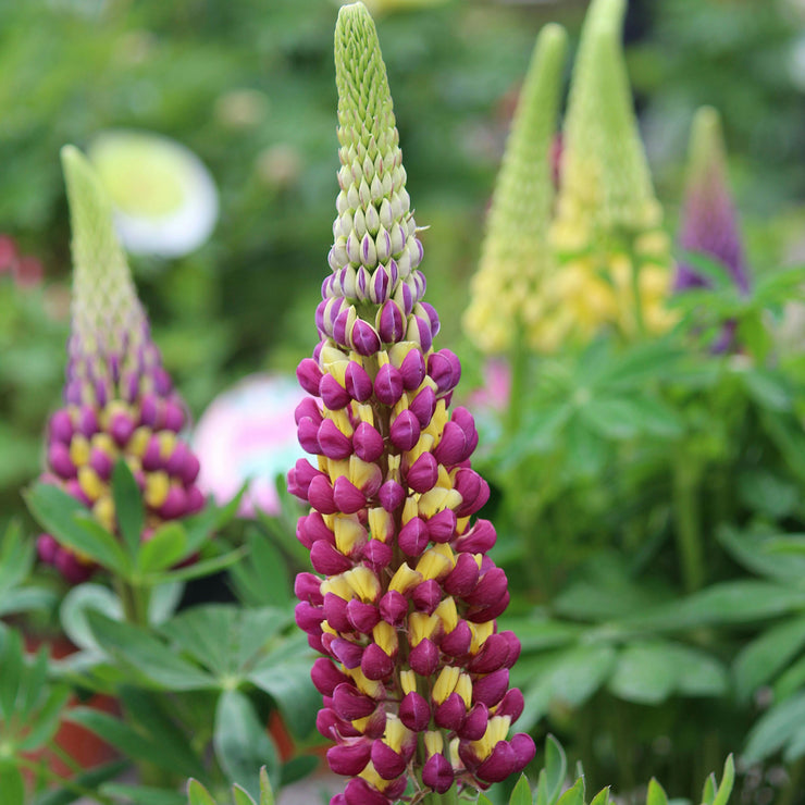 HOT SALL💥Lupine Seeds 🌸🌸🌸