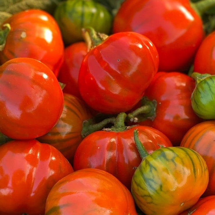 TURKISH ORANGE EGGPLANT SEED